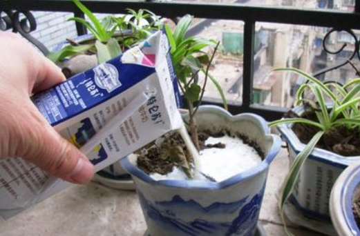 纯牛奶适合浇什么花