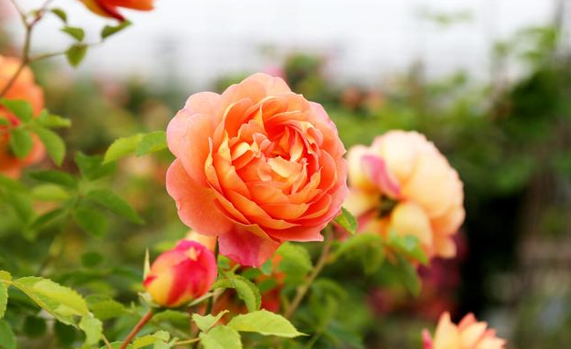 月季花喜阳光吗