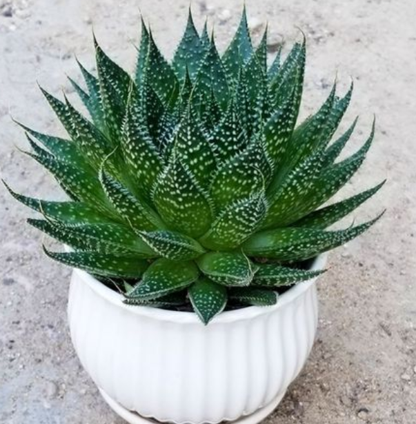 芦荟喜阳光吗