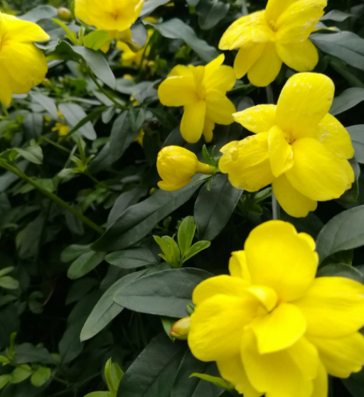 迎春花喜阳光吗