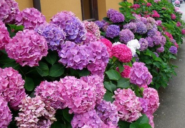 绣球花喜肥吗 喜欢施什么肥料