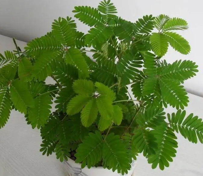 含羞草种子怎么种植