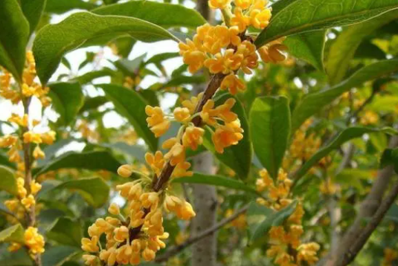 桂花树喜肥吗 喜欢施什么肥料