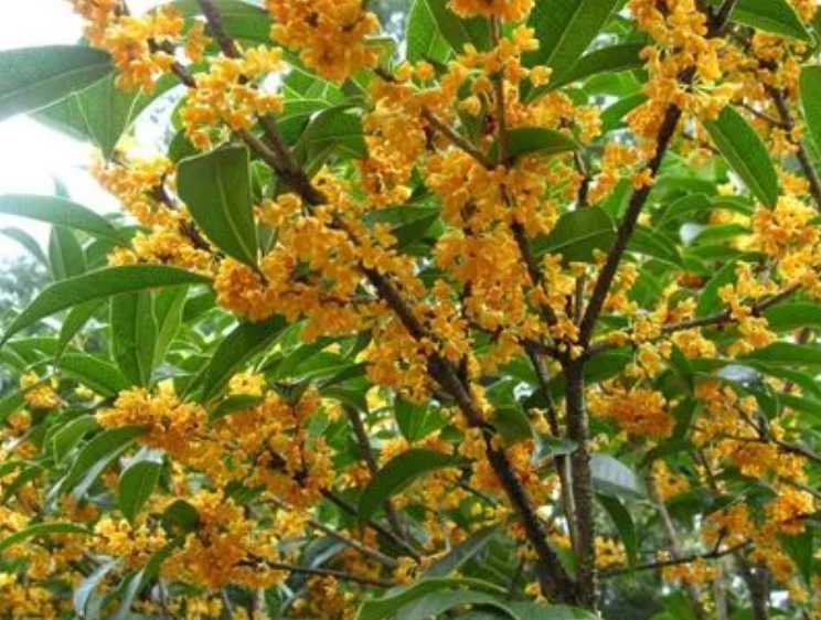 桂花喜肥吗 喜欢施什么肥料