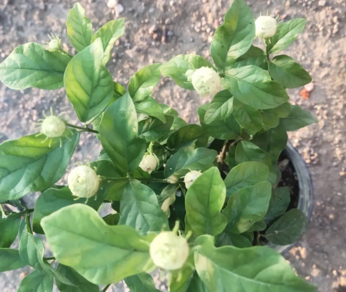 虎头茉莉种子怎么种植