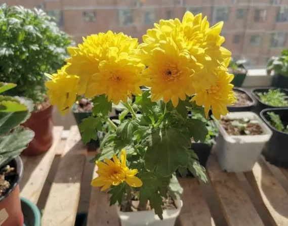 菊花喜肥吗 喜欢施什么肥料