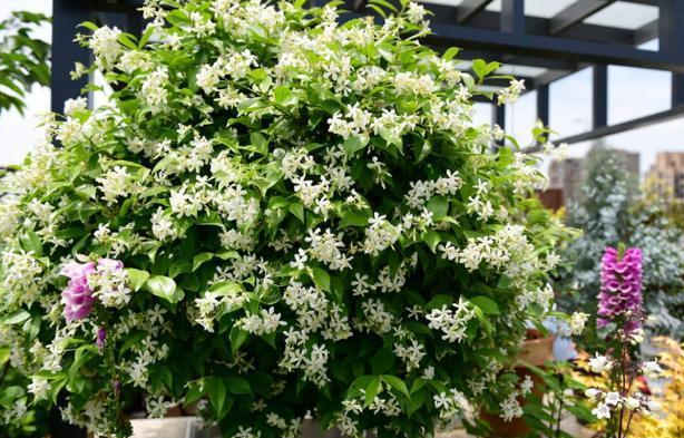 风车茉莉喜肥吗 喜欢施什么肥料