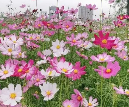 波斯菊喜肥吗 喜欢施什么肥料