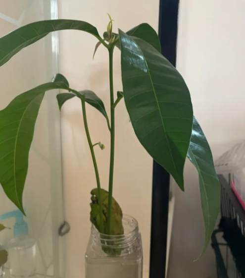 水培芒果种子怎么种植