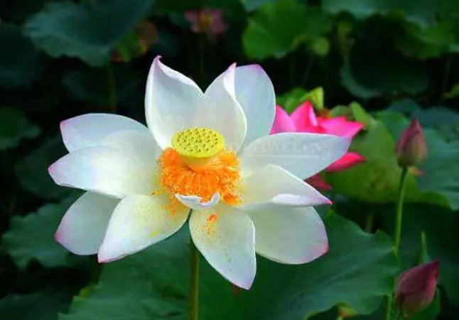 荷花喜肥吗 喜欢施什么肥料