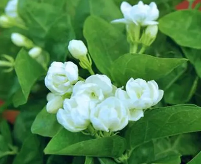 茉莉花喜肥吗 喜欢施什么肥料