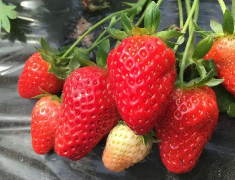 草莓喜肥吗 喜欢施什么肥料