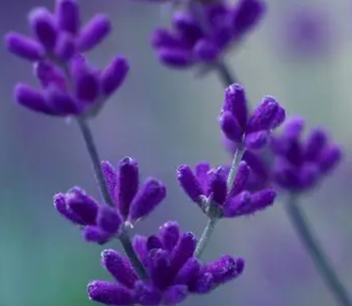 薰衣草种子怎么种植