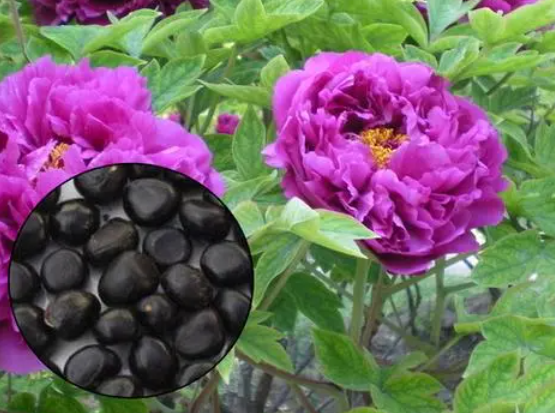 牡丹花种子怎么种植