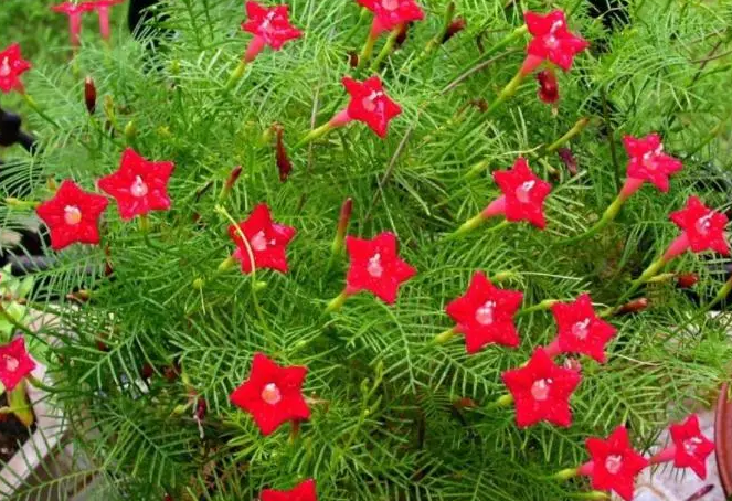 茑萝花种子怎么种植