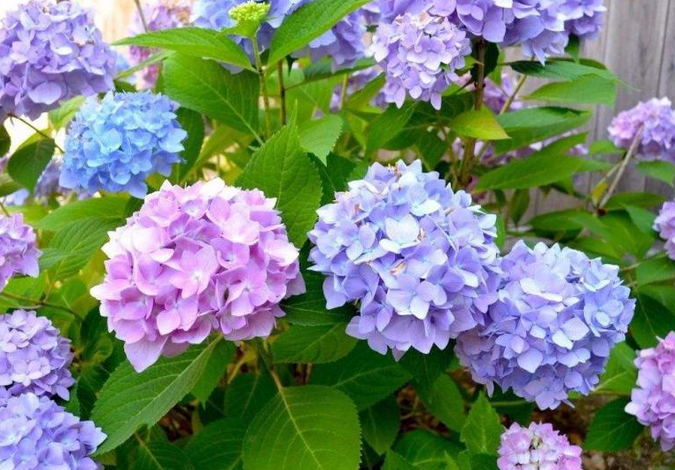 绣球花种子怎么种植
