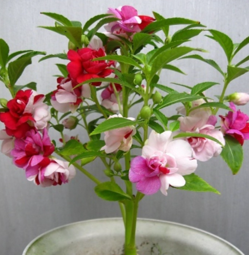 凤仙花种子怎么种植