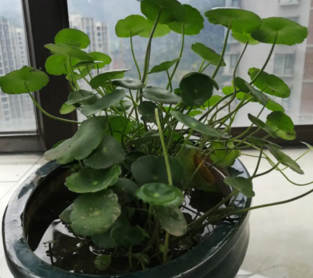 铜钱草种子怎么种植