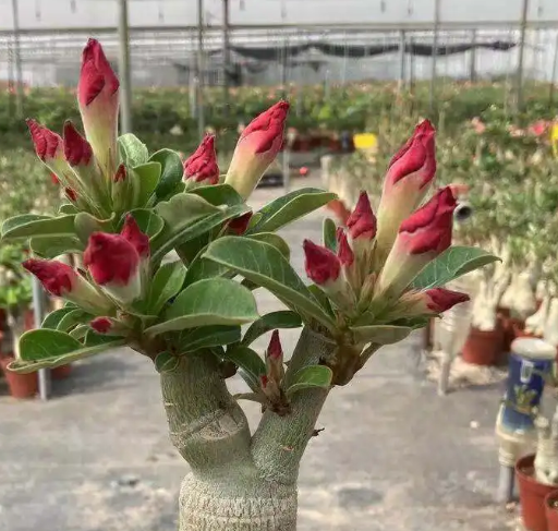 沙漠玫瑰种子怎么种植