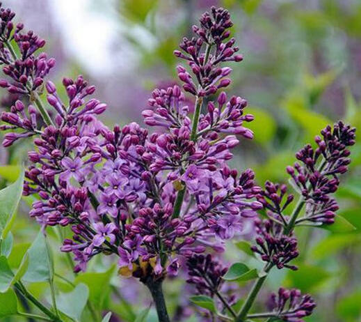 丁香花种子怎么种植