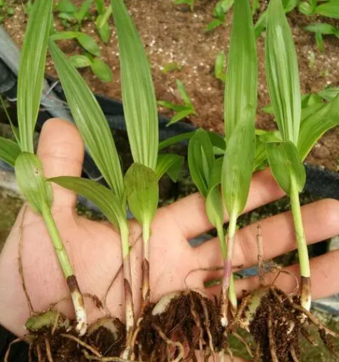 白芨种子怎么种植