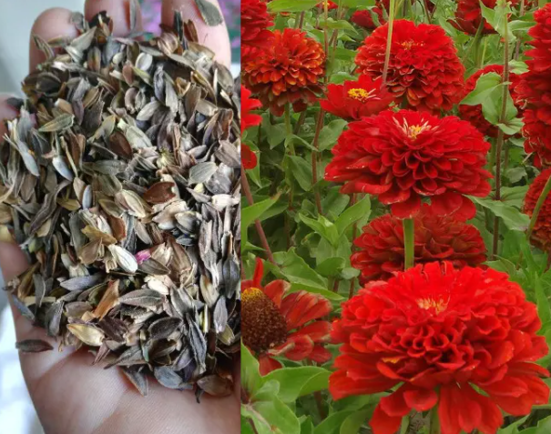 买的花种子怎么种植