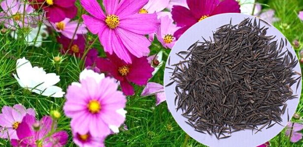 波斯菊种子怎么种植