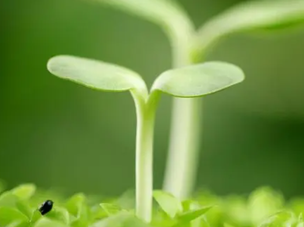 发芽种子怎么种植