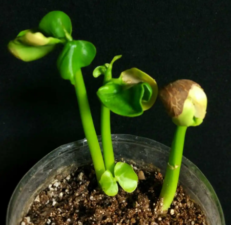 发财树种子怎么种植