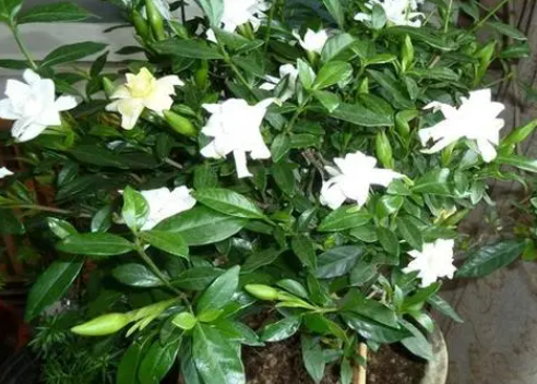 栀子花种子怎么种植