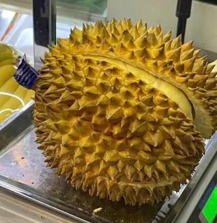 榴莲种子怎么种植