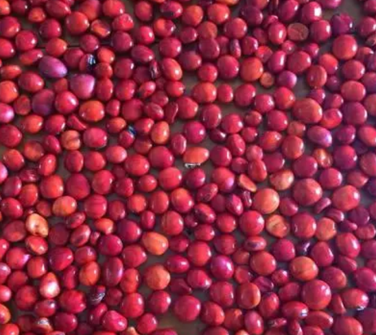 红豆种子怎么种植