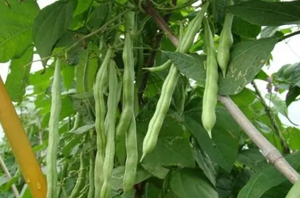 四季豆种子怎么种植