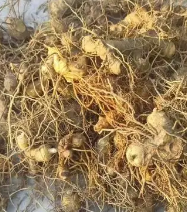 黄精种子怎么种植