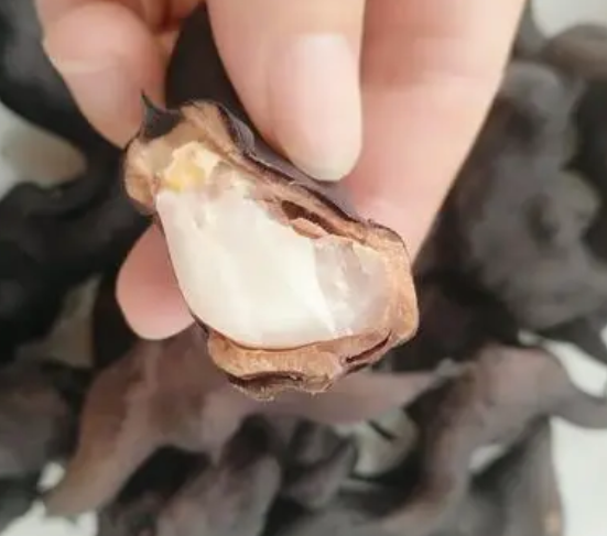 菱角种子怎么种植