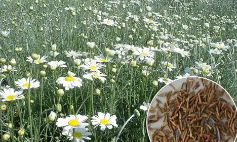 除虫菊种子怎么种植