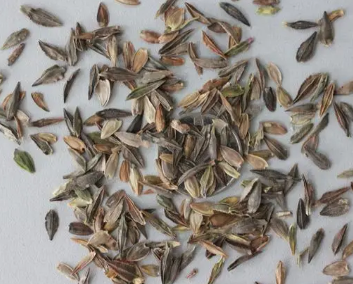 百日草种子怎么种植
