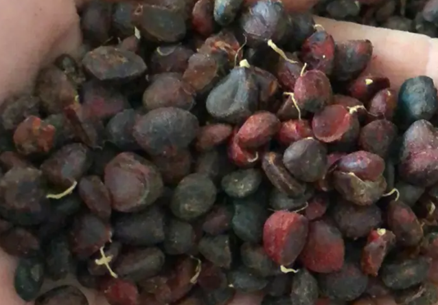 玉兰花种子怎么种植