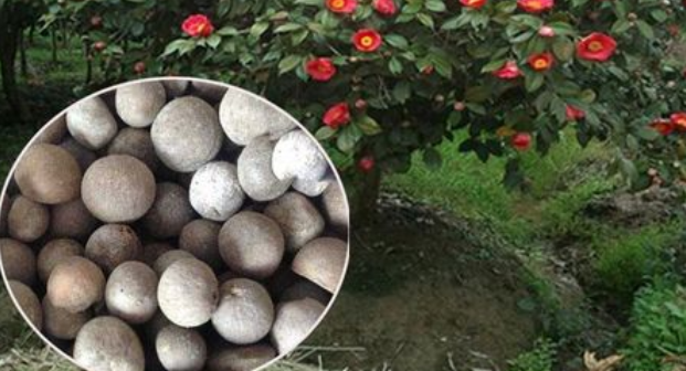 茶花种子怎么种植