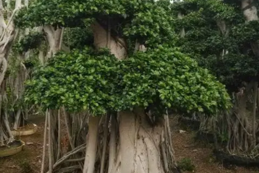 榕树种子怎么种植