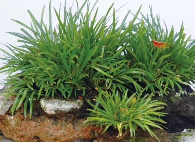 石菖蒲水培好还是土培好