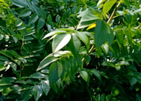 黄花梨种子怎么种植