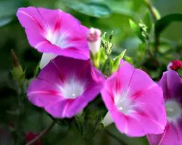 牵牛花种子怎么种植