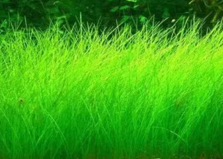 牛毛草种子怎么种植