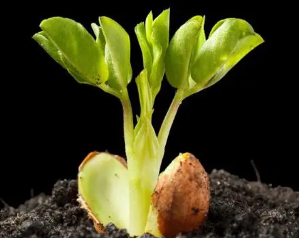 植物种子怎么种植