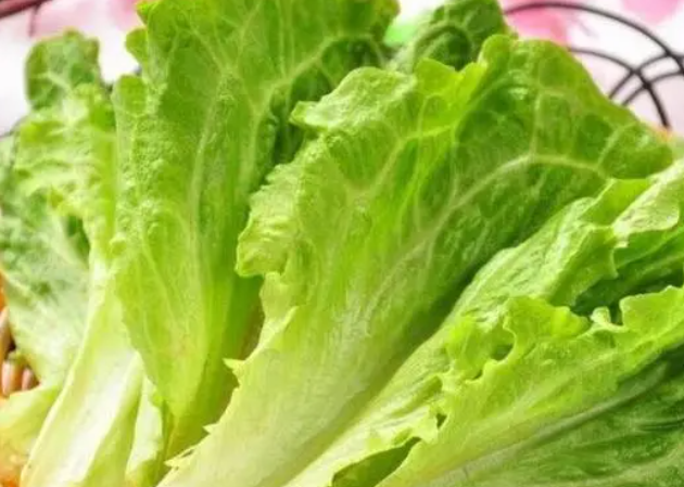 生菜种子怎么种植