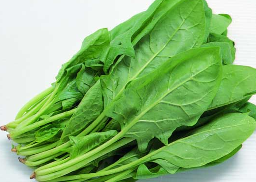菠菜种子怎么种植
