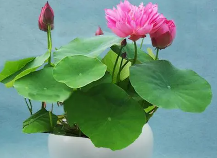 碗莲种子怎么种植