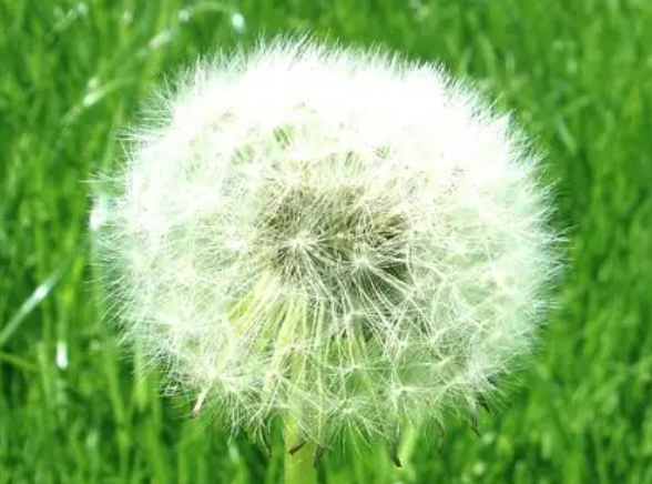蒲公英种子怎么种植