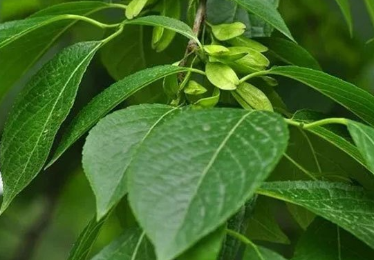 杜仲种子怎么种植